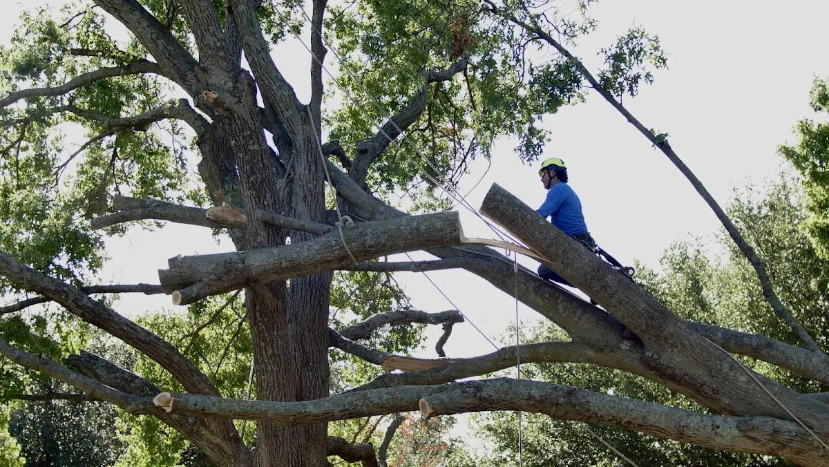 Professional Crown Thinning performed by certified arborists in Monponsett